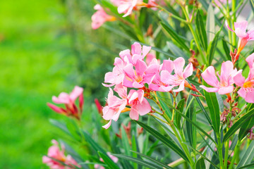 Blooming pink oleander flowers in the garden