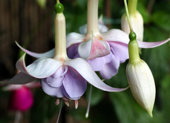 Obraz premium Beautiful and colorful hanging Fuchsia flowers looking like little ballerina fairies dancing in the garden.