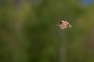 A skylark in flight in front of green background of trees. With wings down and looking in to the camera.