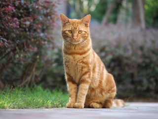 One yellow cat sitting in the garden