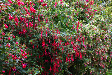Naklejka premium Fantastic Display of mass flowering fuchisas with great petals and lots of green foliage.
