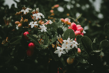 red flower in a garden