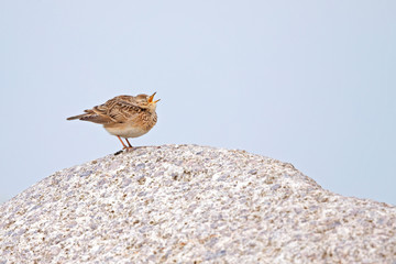 An adult skylark perched and stretching on a big rock in front of a blue sky