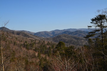 pine forest in the mountains