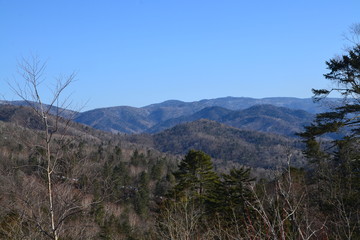 pine trees in the mountains