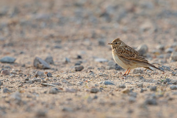 An adult skylark perched on a sandy road in the morning light.