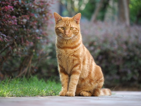 One yellow cat sitting in the garden