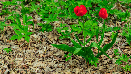 Red tulip flower wild environment forest outside space ground foliage summer season