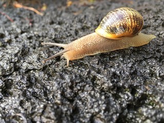 snail on rocks
