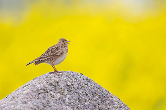 An adult skylark perched and singing on a big rock in front of the yellow blossom of a rapeseed field.