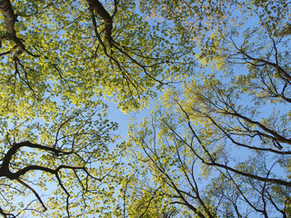 Tall trees against a blue spring sky