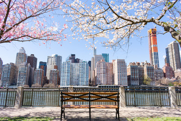 Empty Bench under Cherry Blossom Trees during Spring along the East River at Roosevelt Island with...