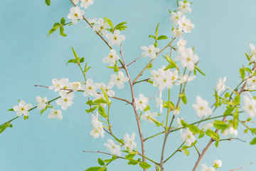 Obraz na płótnie Canvas spring season background, white cherry blossom on blue background.