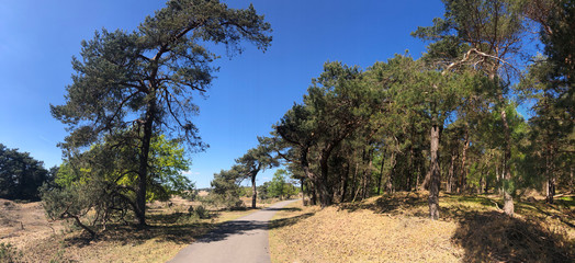 Path through National Park De Hoge Veluwe in Gelderland