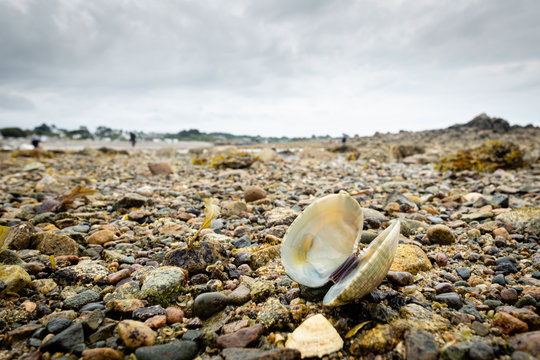 Coquillage sur une plage