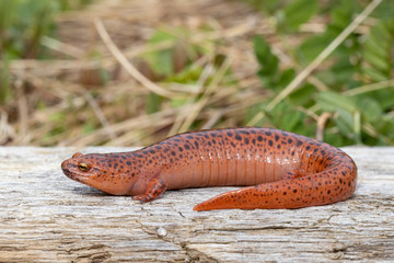 Northern red salamander - Pseudotriton ruber