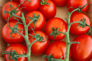 Freshly harvested cherry tomatoes in a cardboard box