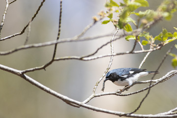 Black-throated blue warbler - Setophaga caerulescens