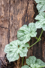 green leaves on a wooden background