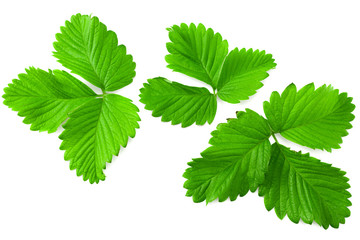 Strawberry leaves isolated on a white background