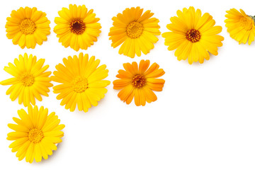 Obraz premium marigold flowers isolated on white background. calendula flower. top view