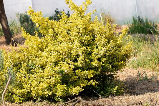 Bright bush of yellow-green shrub euonymus fortunei grade "Emerald Gold" on a sunny day