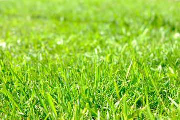 Perfect green background by the fresh grass