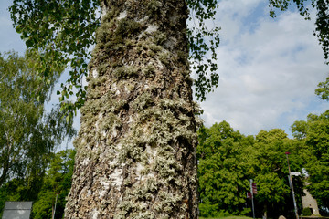 flechten an birkenrinde