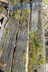 Obraz premium Old boards and logs closeup