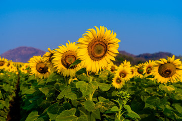 Sunflower natural background.Sunflowers blooming in farm with blue sky, 