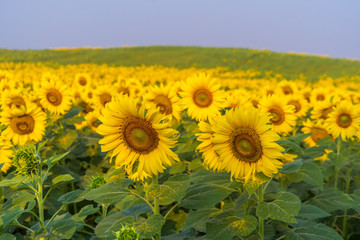 Sunflower natural background.Sunflowers blooming in farm with blue sky, 