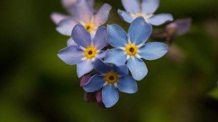 Fototapeta na wymiar Spring flowers. Floral background