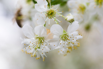 Spring flowers. Floral background