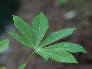 green leaf with drops of water