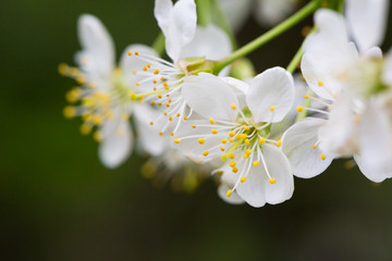 Obraz premium Spring flowers. Floral background