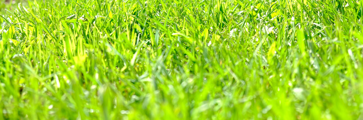 Perfect green background by the fresh grass