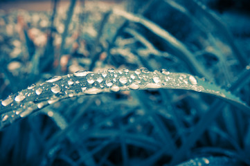 Rain Drops on Green Grass