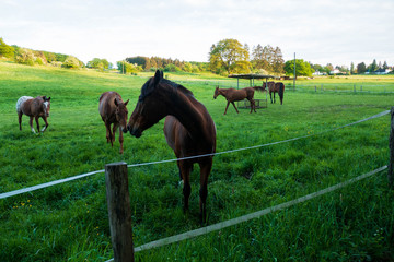 Pferde auf der Koppel