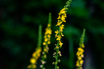 Herb Repeshok ordinary (Agrimónia eupatória)