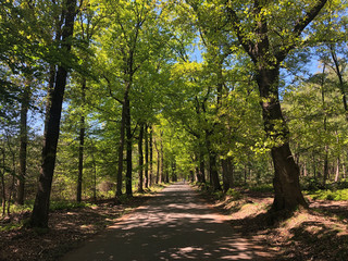Path through National Park De Hoge Veluwe