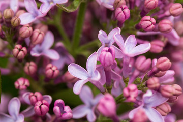 Spring flowers. Floral background