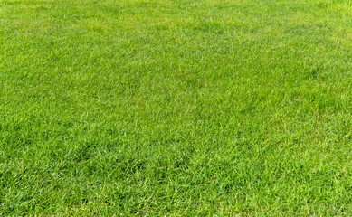 Green grass texture for background. Green lawn pattern and texture background.