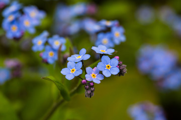 Spring flowers. Floral background