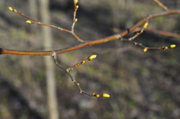 branch with swollen buds