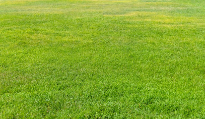 Naklejka na ściany i meble Green grass texture for background. Green lawn pattern and texture background.