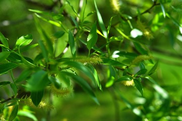 willow branch