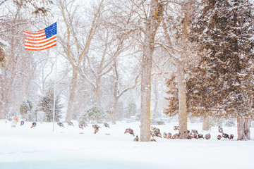 Wild Turkeys In Snow USA