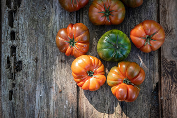 Harvest of an ecological urban tomato garden for production of kilometer zero in the area of the city of Barcelona in Catalonia Spain