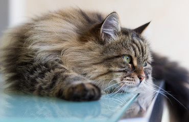 Siberian breed of cat relaxes in a garden. Hypoallergenic domestic animal of livestock with long hair lying on a glass table