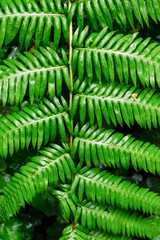 fern leaf Background Structure Green